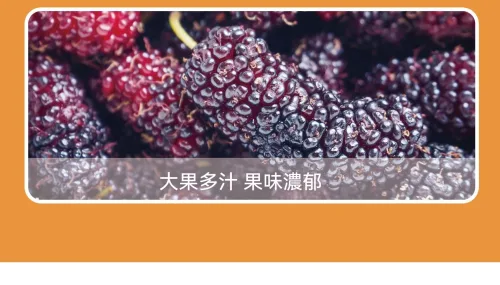 「無防腐劑、無色素｜台灣農產藍莓桑葚夾心片，高纖維＋花青素滿滿！吃零食也能很健康」 - 7